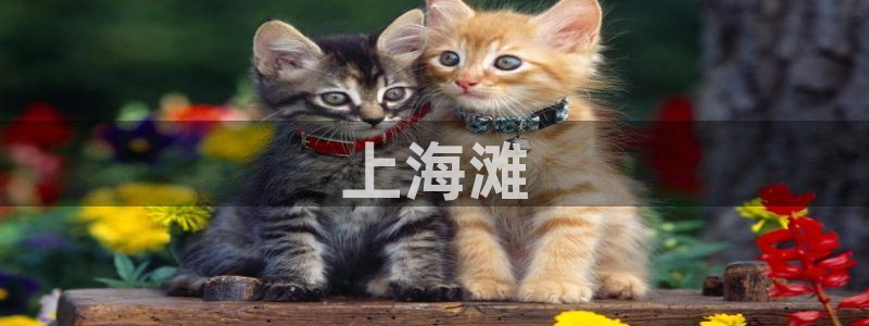 樱花影院在线观看高清电影：上海滩