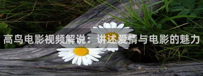 樱花影视在线电视剧免费观看：高鸟电影视频解说：讲述爱情与电影的魅力
